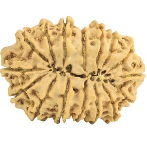 16 Mukhi Rudraksha 33.8mm 5.85gm - Rudraksha back