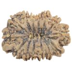 14 Mukhi Rudraksha 36.1mm 8.16gm - Rudraksha back