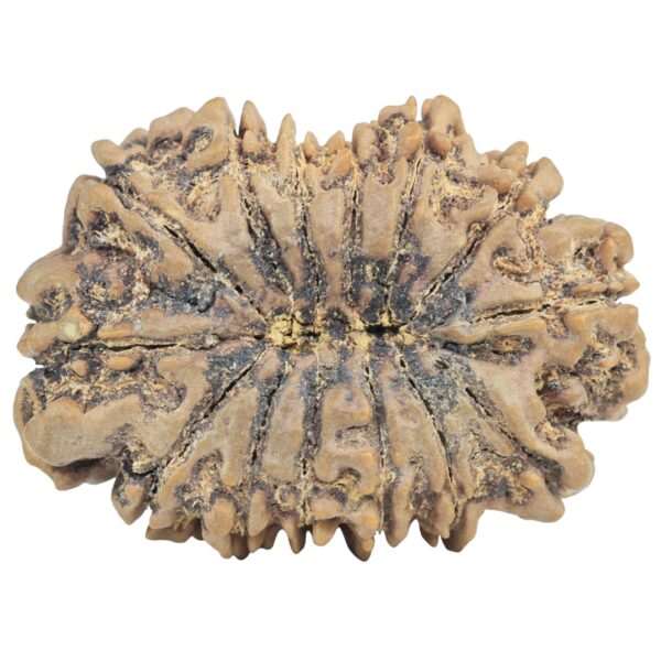 14 Mukhi Rudraksha 36.1mm 8.16gm - Rudraksha back