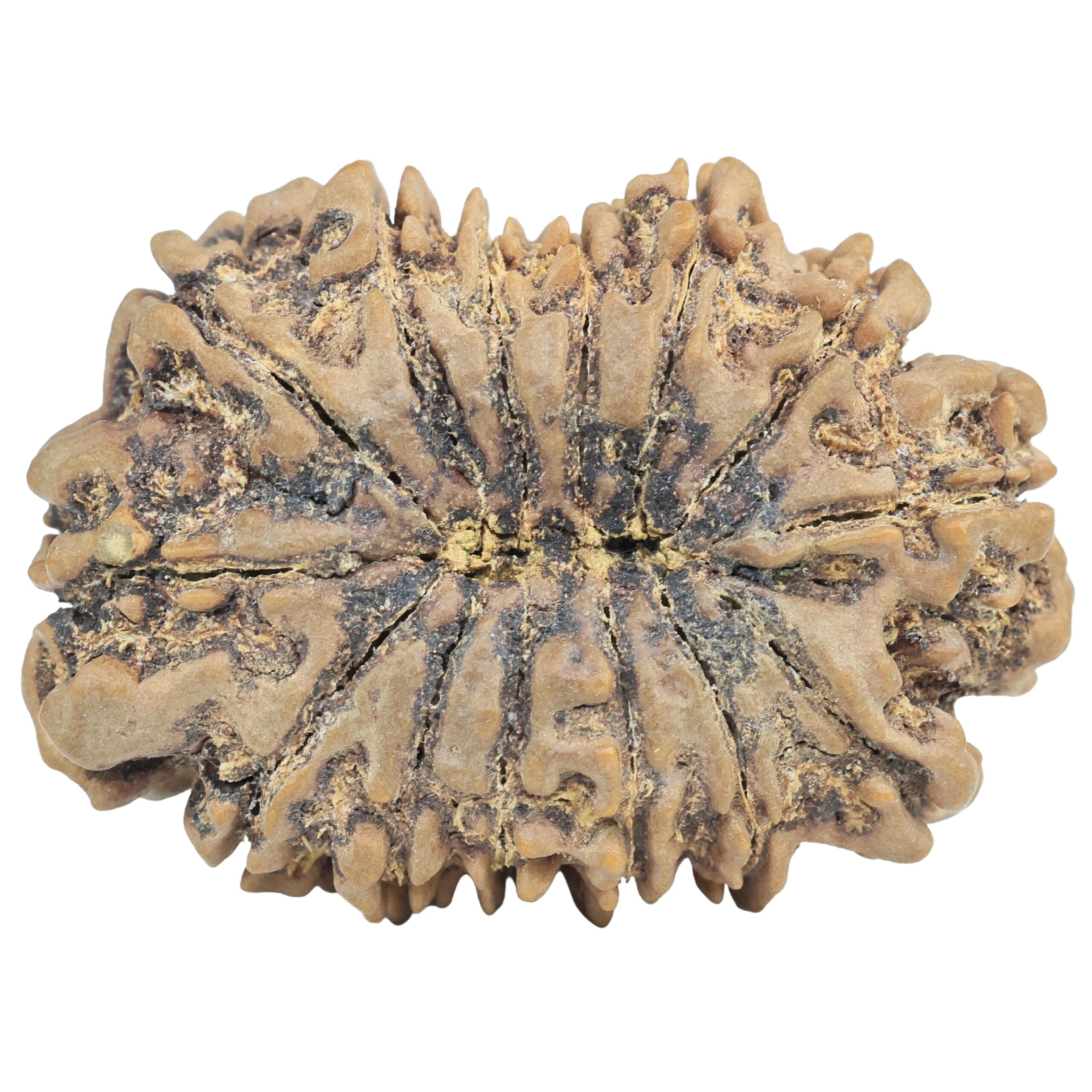 14 Mukhi Rudraksha 36.1mm 8.16gm - Rudraksha back