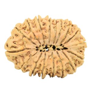 17 Mukhi Rudraksha 35.7mm 7.48gm - Rudraksha back