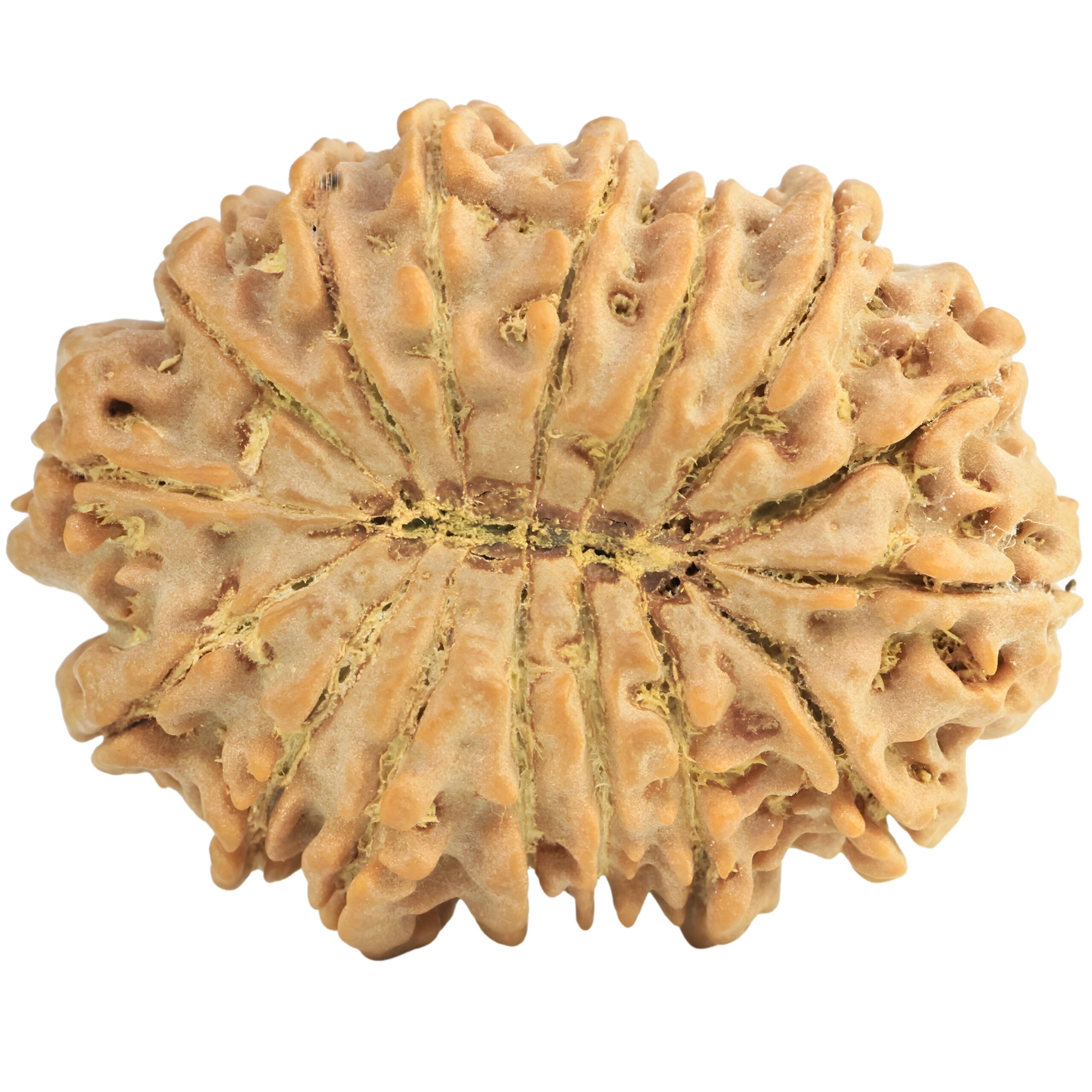 16 Mukhi Rudraksha 35mm 7.89gm - Rudraksha back
