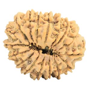 17 Mukhi Rudraksha 33.1mm 7.22gm - Rudraksha back
