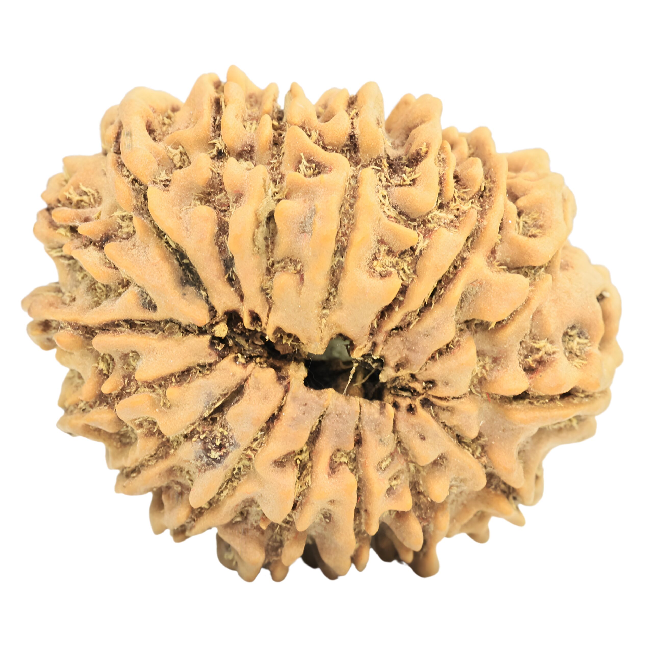 17 Mukhi Rudraksha 33.1mm 7.22gm - Rudraksha back