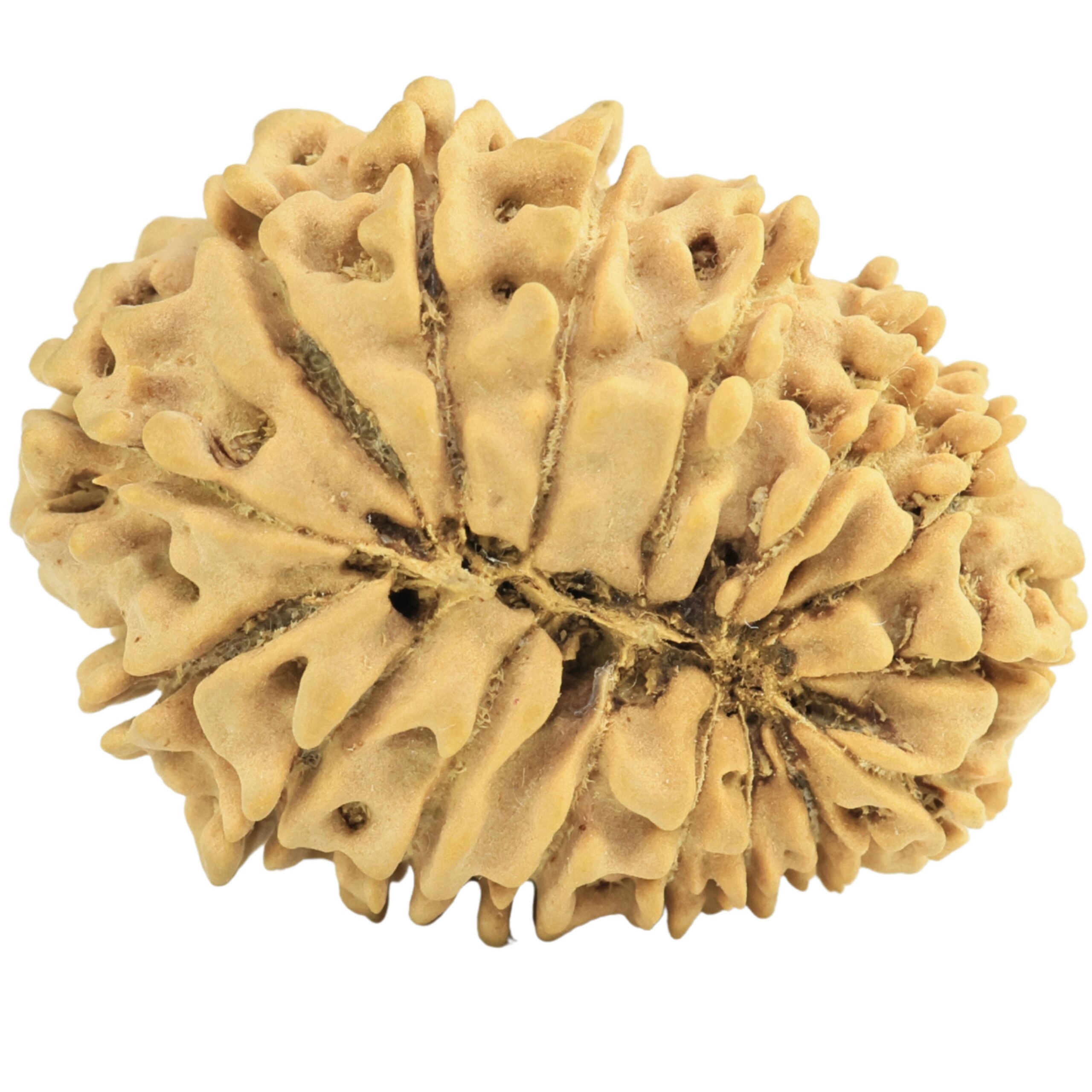 16 Mukhi Rudraksha 27mm 3.11gm - Rudraksha back