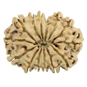 14 Mukhi Rudraksha 28.9mm 4.71gm - Rudraksha back
