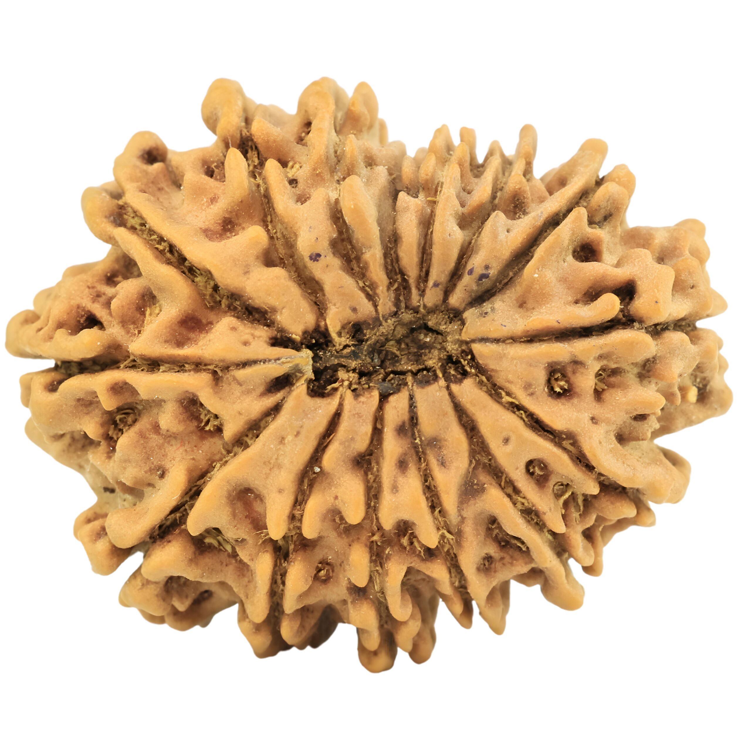 15 Mukhi Rudraksha 26.9mm 3.9gm - Rudraksha back