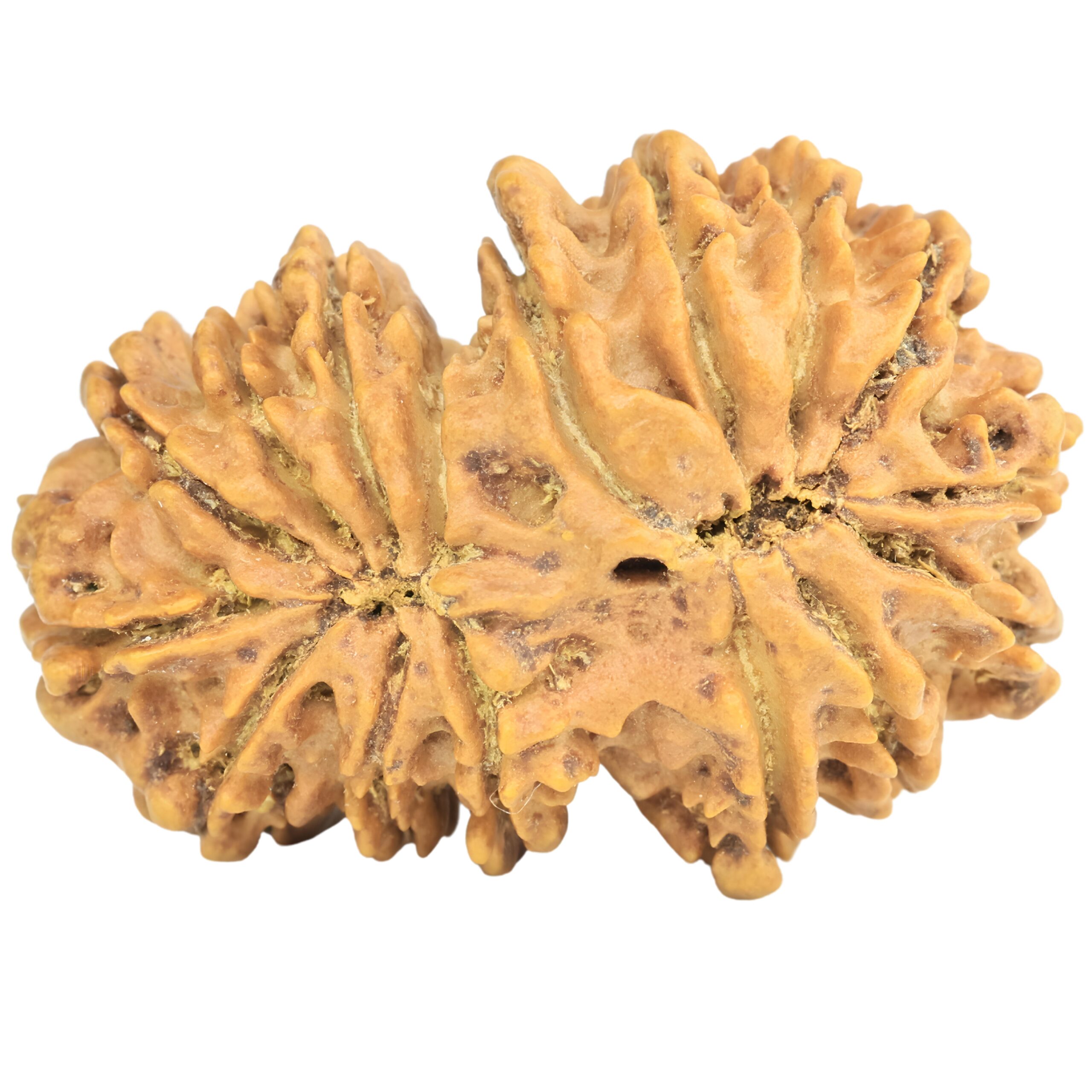 16 Mukhi Gaurishankar 35mm 6.36gm - Rudraksha back