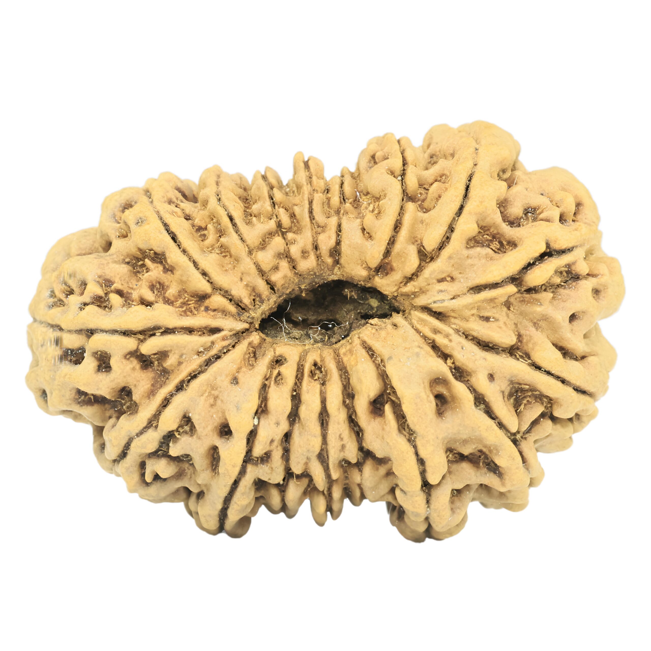 17 Mukhi Rudraksha 35.4mm 4.73gm - Rudraksha back