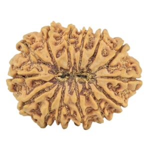 14 Mukhi Rudraksha 31.9mm 6.37gm - Rudraksha back
