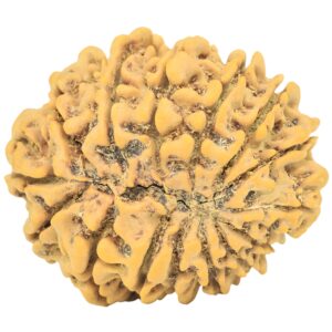 15 Mukhi Rudraksha 27.2mm 4.49gm - Rudraksha back