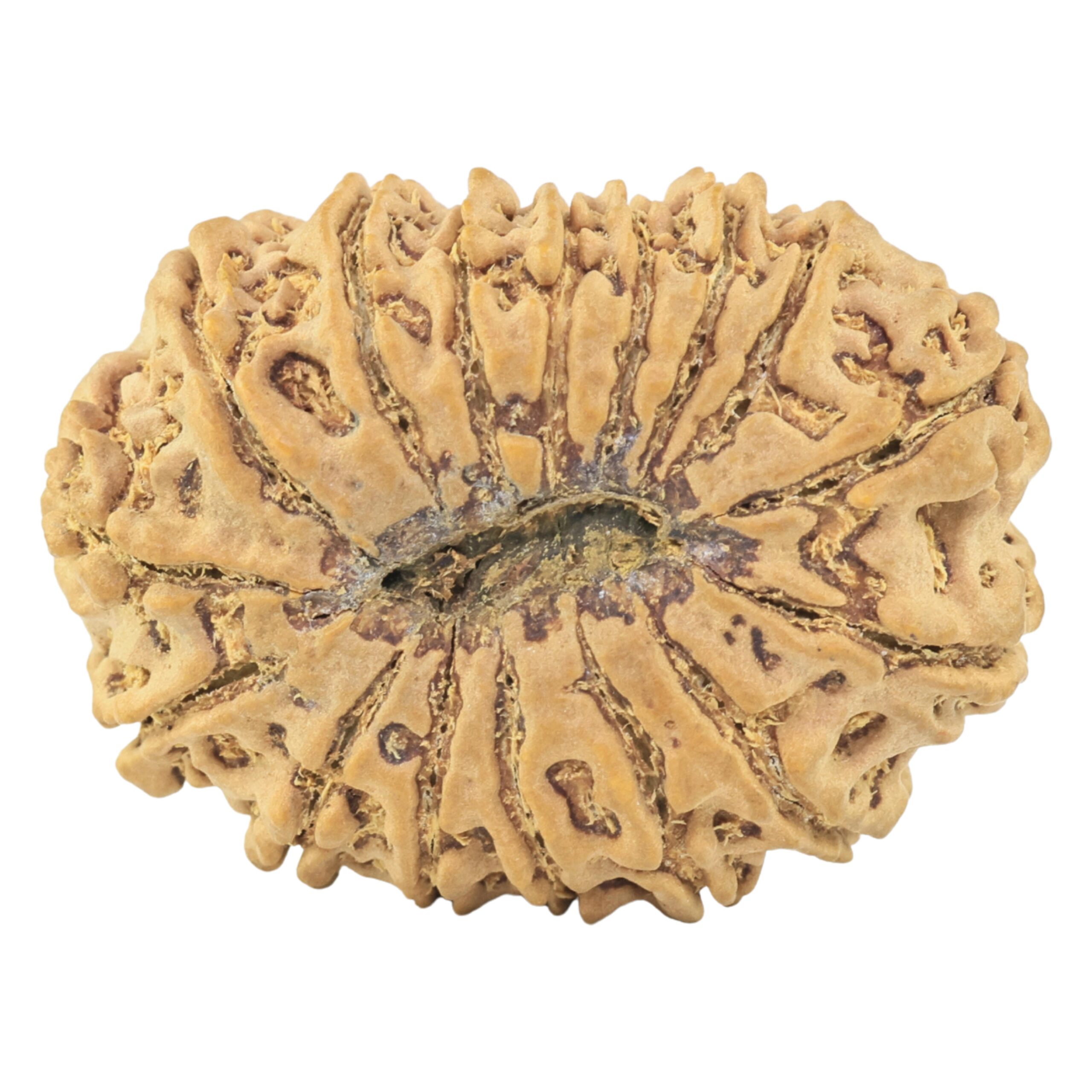 16 Mukhi Rudraksha 34.2mm 7.94gm - Rudraksha back
