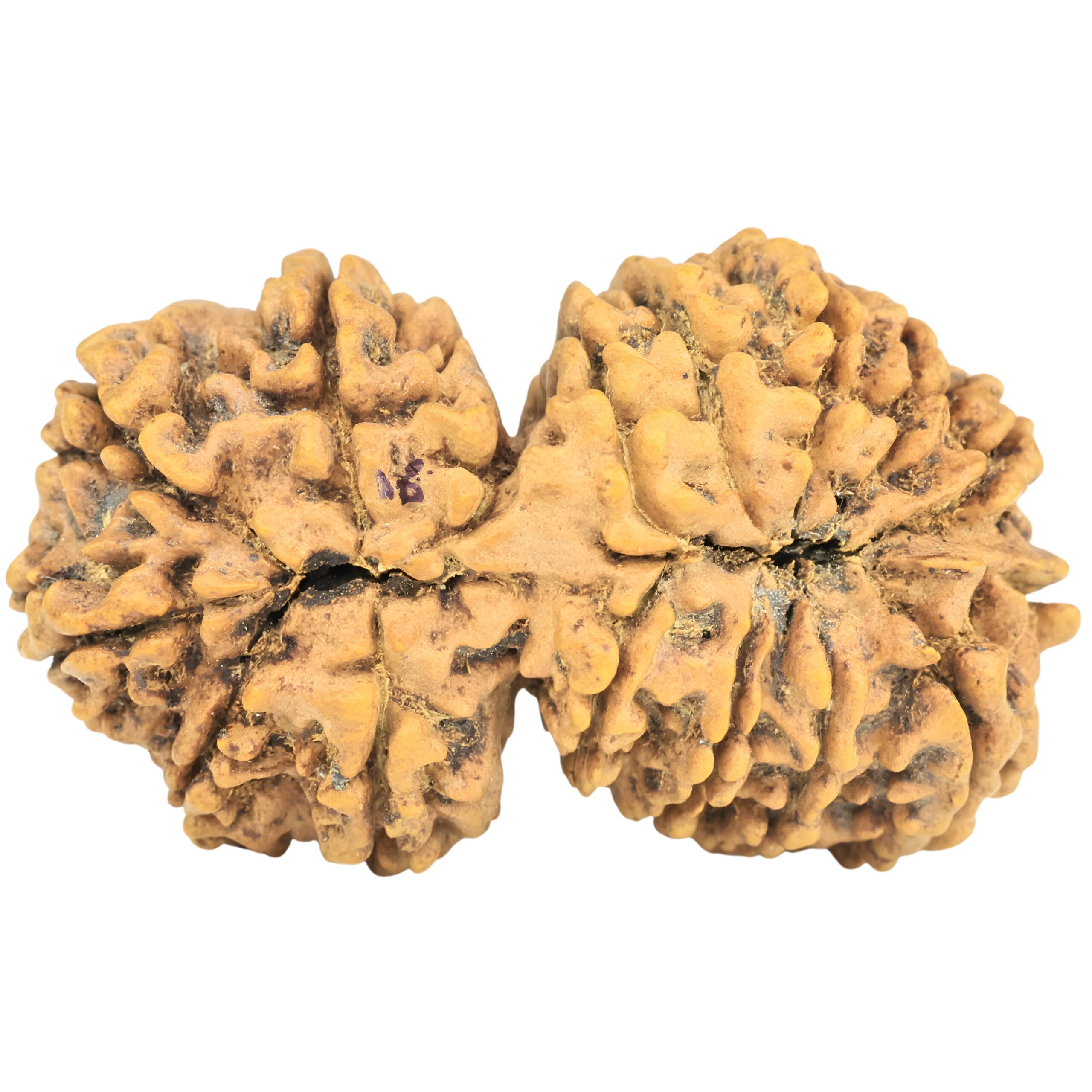 16 Mukhi Gaurishankar 39mm 7.4gm - Rudraksha back