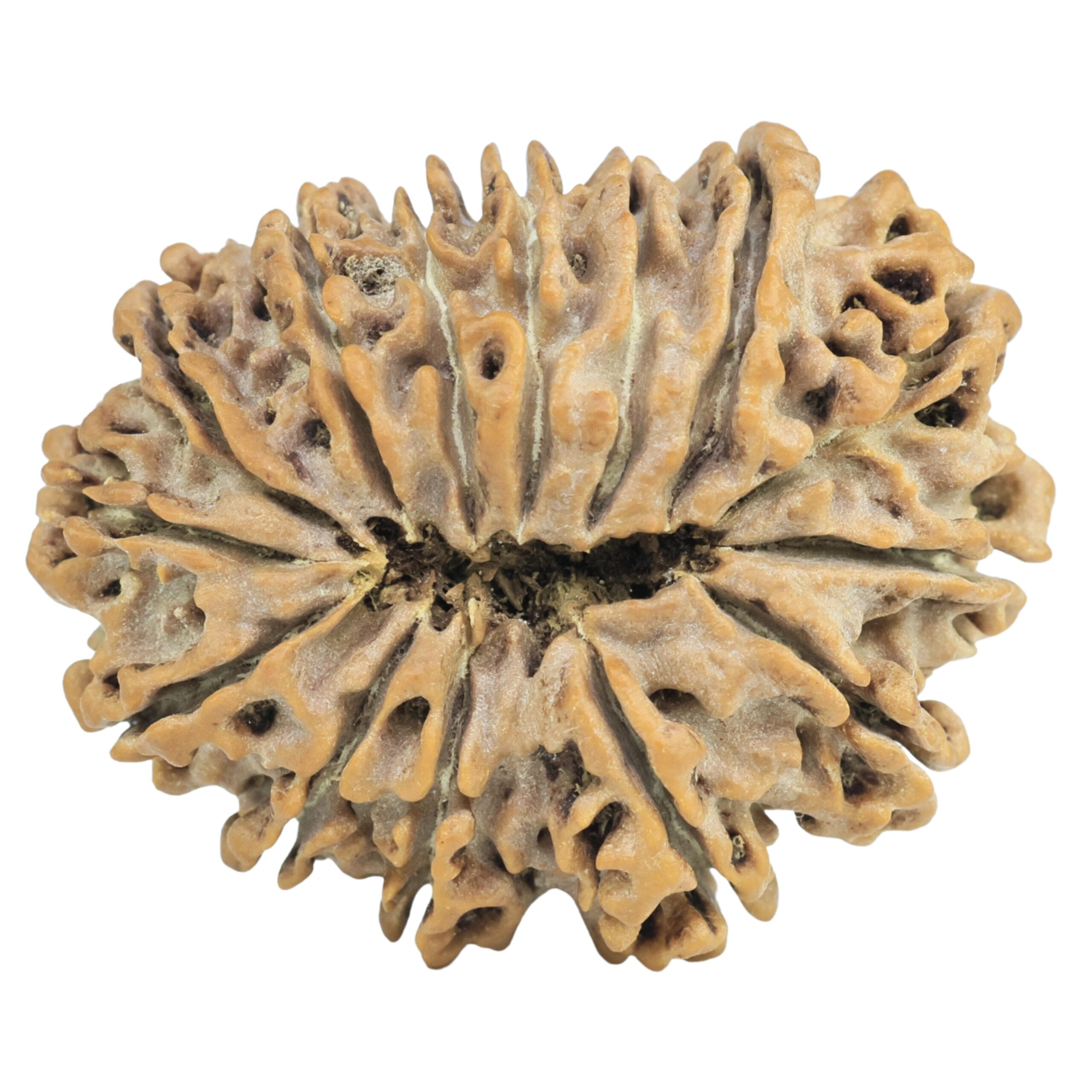 14 Mukhi Rudraksha 32.7mm 6.54gm - Rudraksha back