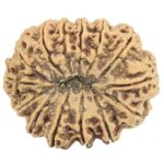 14 Mukhi Rudraksha 33.6mm 7.12gm - Rudraksha back