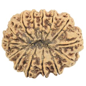 14 Mukhi Rudraksha 33.6mm 7.12gm - Rudraksha back