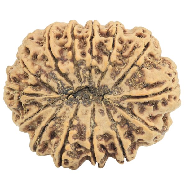 14 Mukhi Rudraksha 33.6mm 7.12gm - Rudraksha back