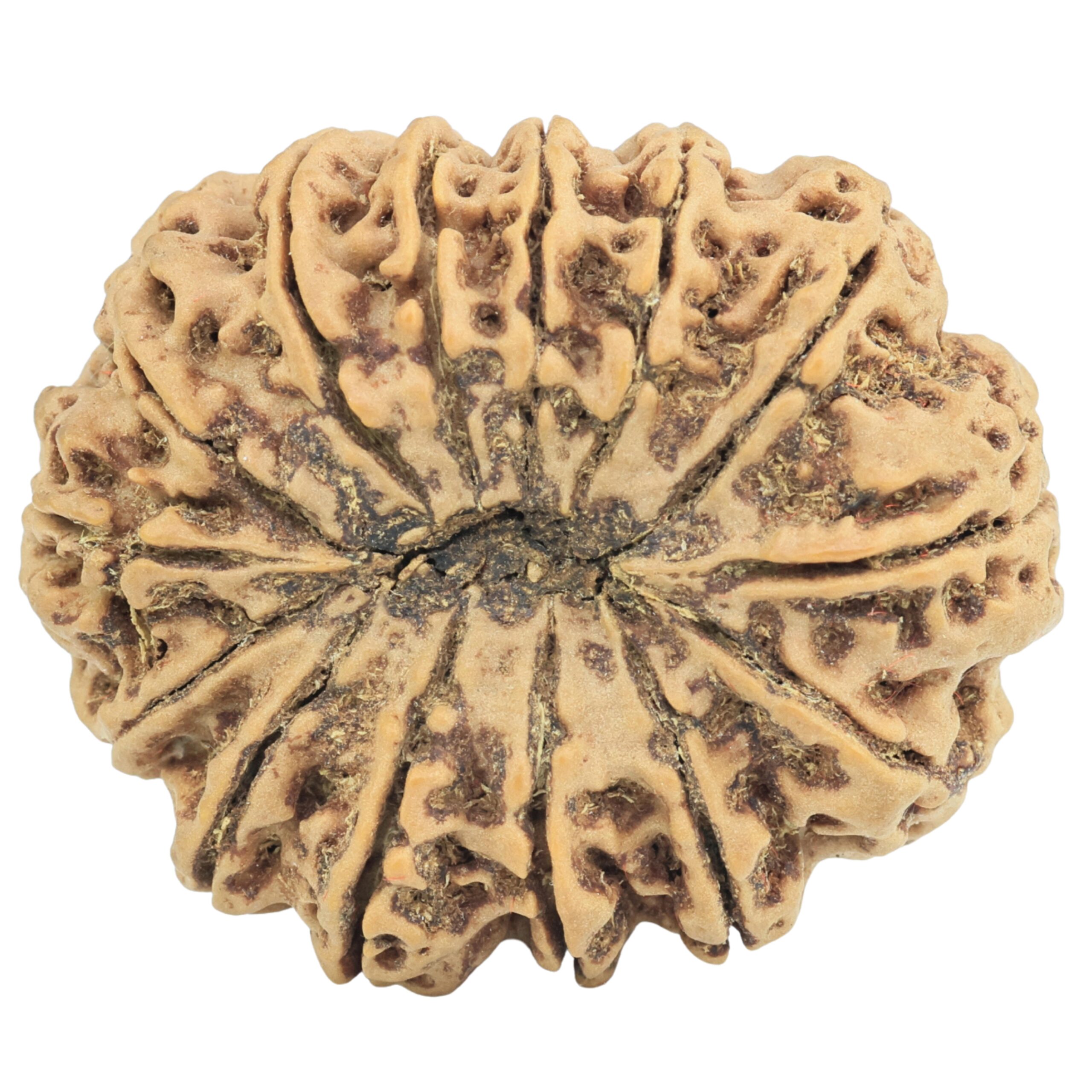 14 Mukhi Rudraksha 33.6mm 7.12gm - Rudraksha back
