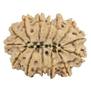 14 Mukhi Rudraksha 32.3mm 6.37gm - Rudraksha back