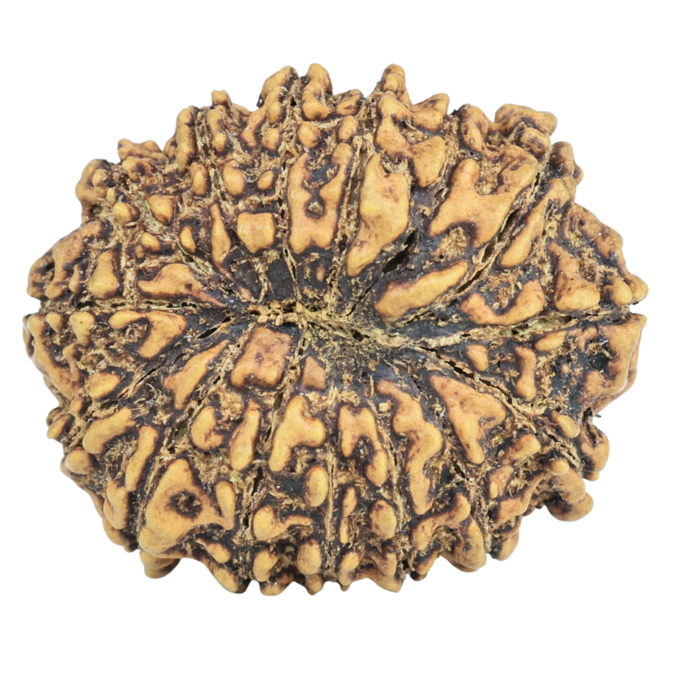 15 Mukhi Rudraksha 25.7mm 3.2gm - Rudraksha back
