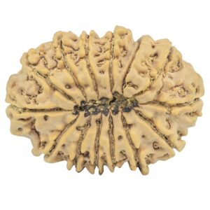 14 Mukhi Rudraksha 34.1mm 7.23gm - Rudraksha back