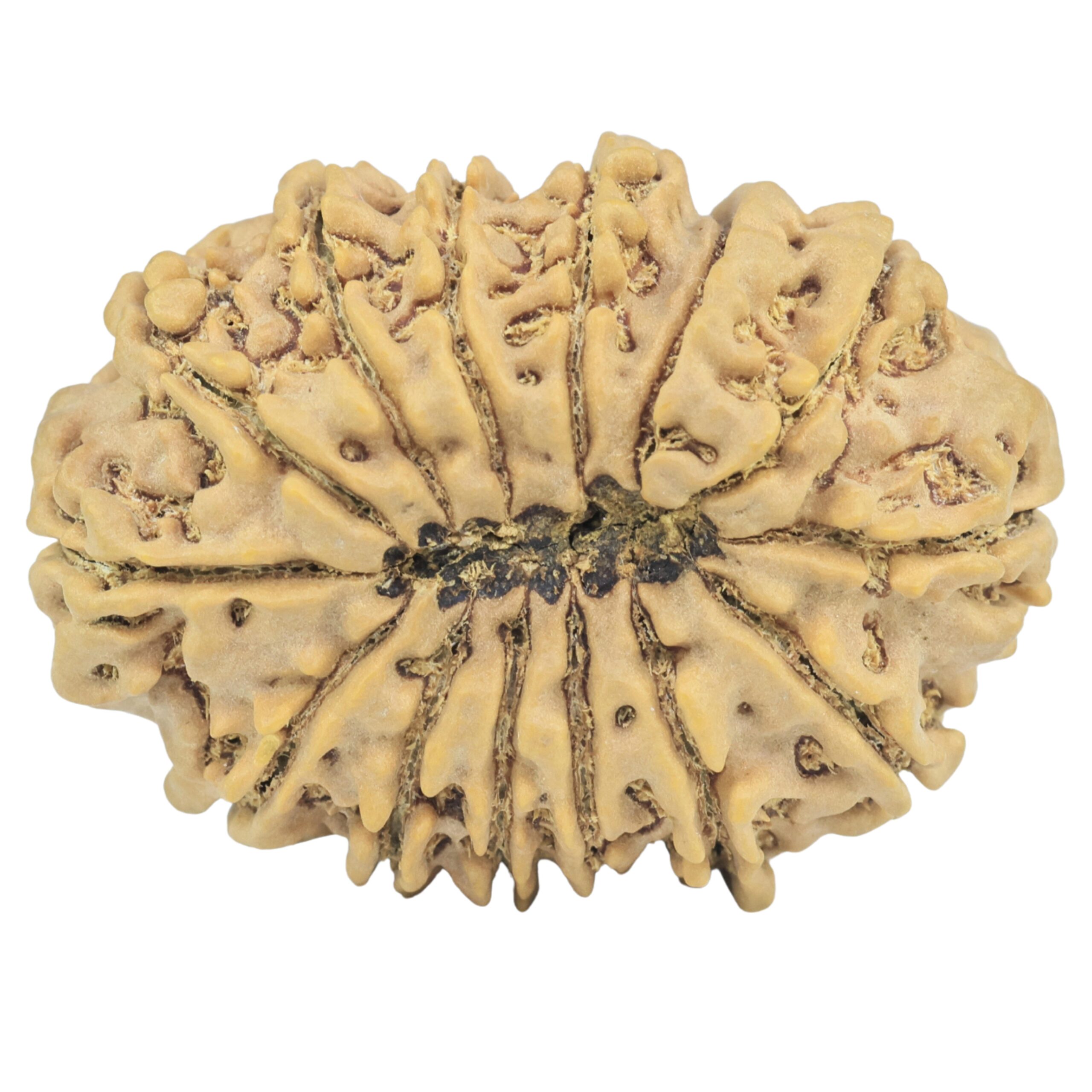 14 Mukhi Rudraksha 34.1mm 7.23gm - Rudraksha back