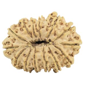 14 Mukhi Rudraksha 35.3mm 6.1gm - Rudraksha back
