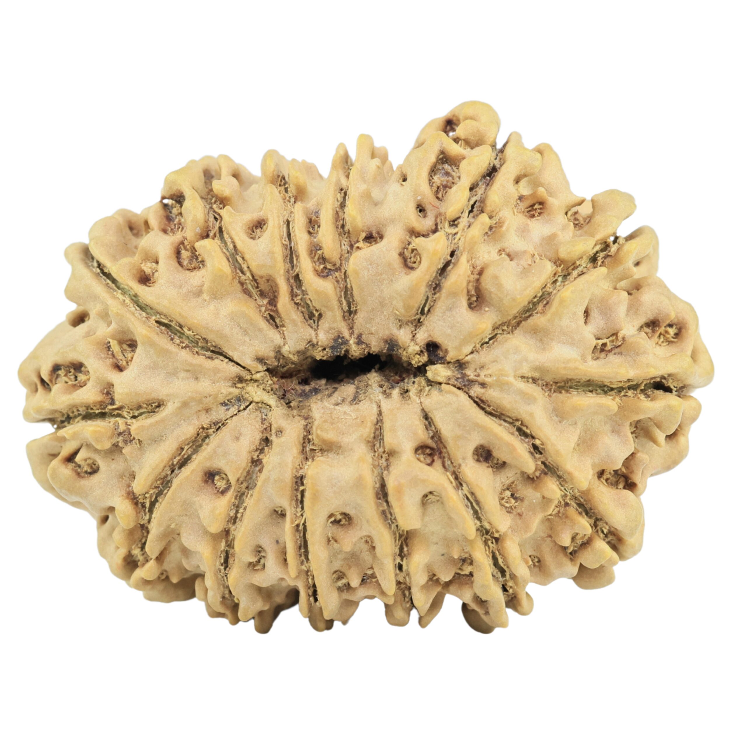 14 Mukhi Rudraksha 35.3mm 6.1gm - Rudraksha back