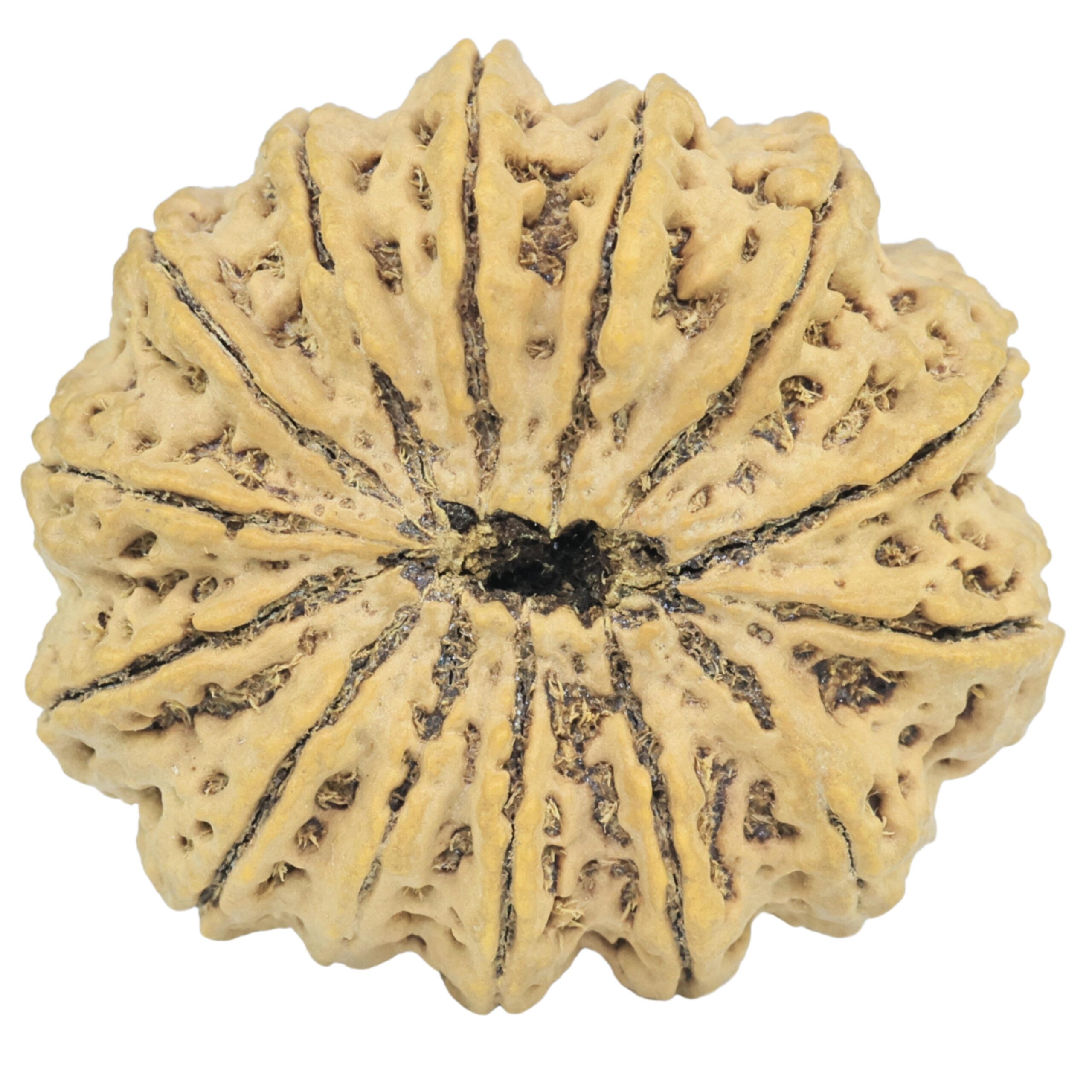 14 Mukhi Rudraksha 33.3mm 7.36gm - Rudraksha back