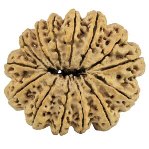 14 Mukhi Rudraksha 31.4mm 3.19gm - Rudraksha back