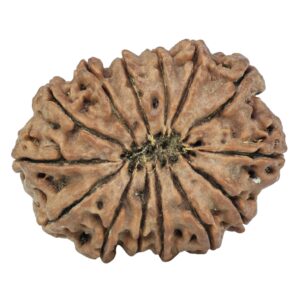 14 Mukhi Rudraksha 29.5mm 5.66gm - Rudraksha back