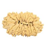 19 Mukhi Rudraksha 29.5mm 3.07gm - Rudraksha back