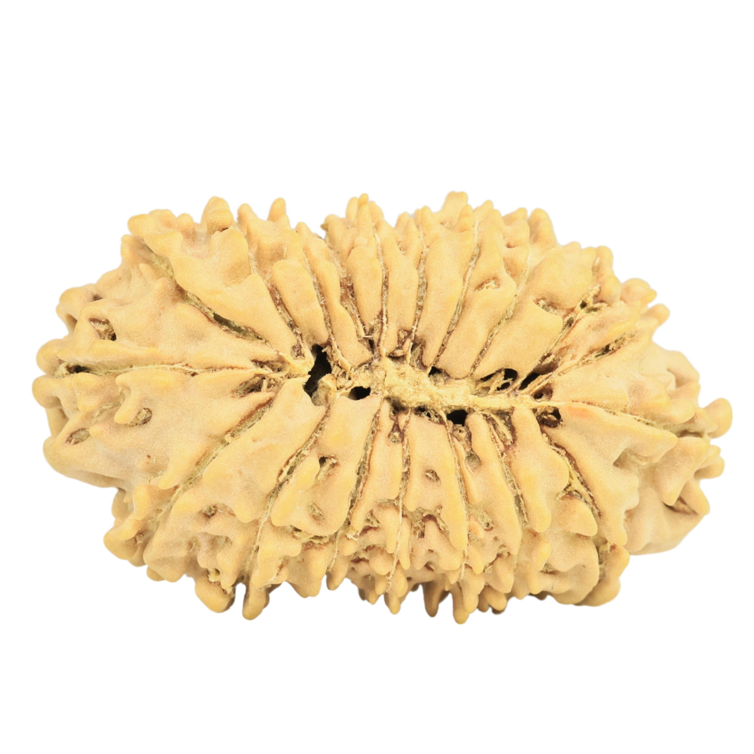 19 Mukhi Rudraksha 29.5mm 3.07gm - Rudraksha back