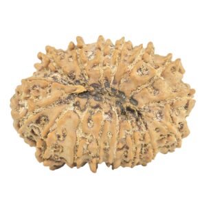 16 Mukhi Rudraksha 29.4mm 4.84gm - Rudraksha back