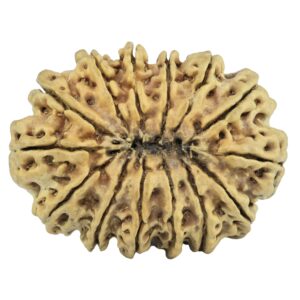 14 Mukhi Rudraksha 33.5mm 3.18gm - Rudraksha back