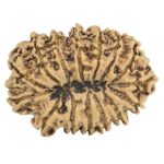 15 Mukhi Rudraksha 33.2mm 5.76gm - Rudraksha back