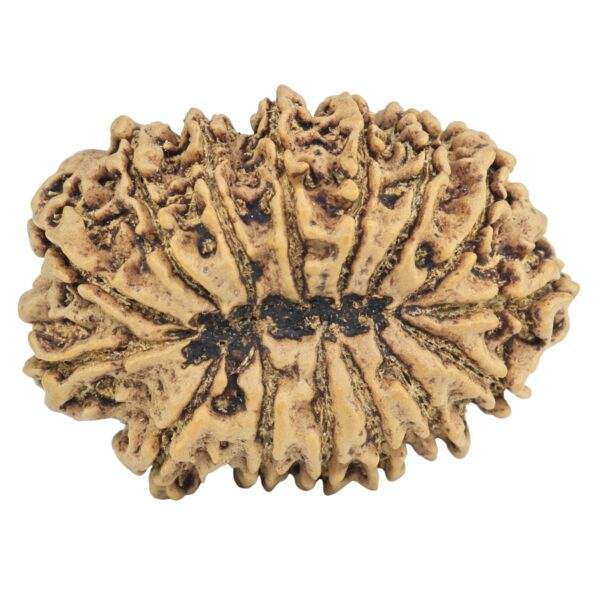 15 Mukhi Rudraksha 33.2mm 5.76gm - Rudraksha back