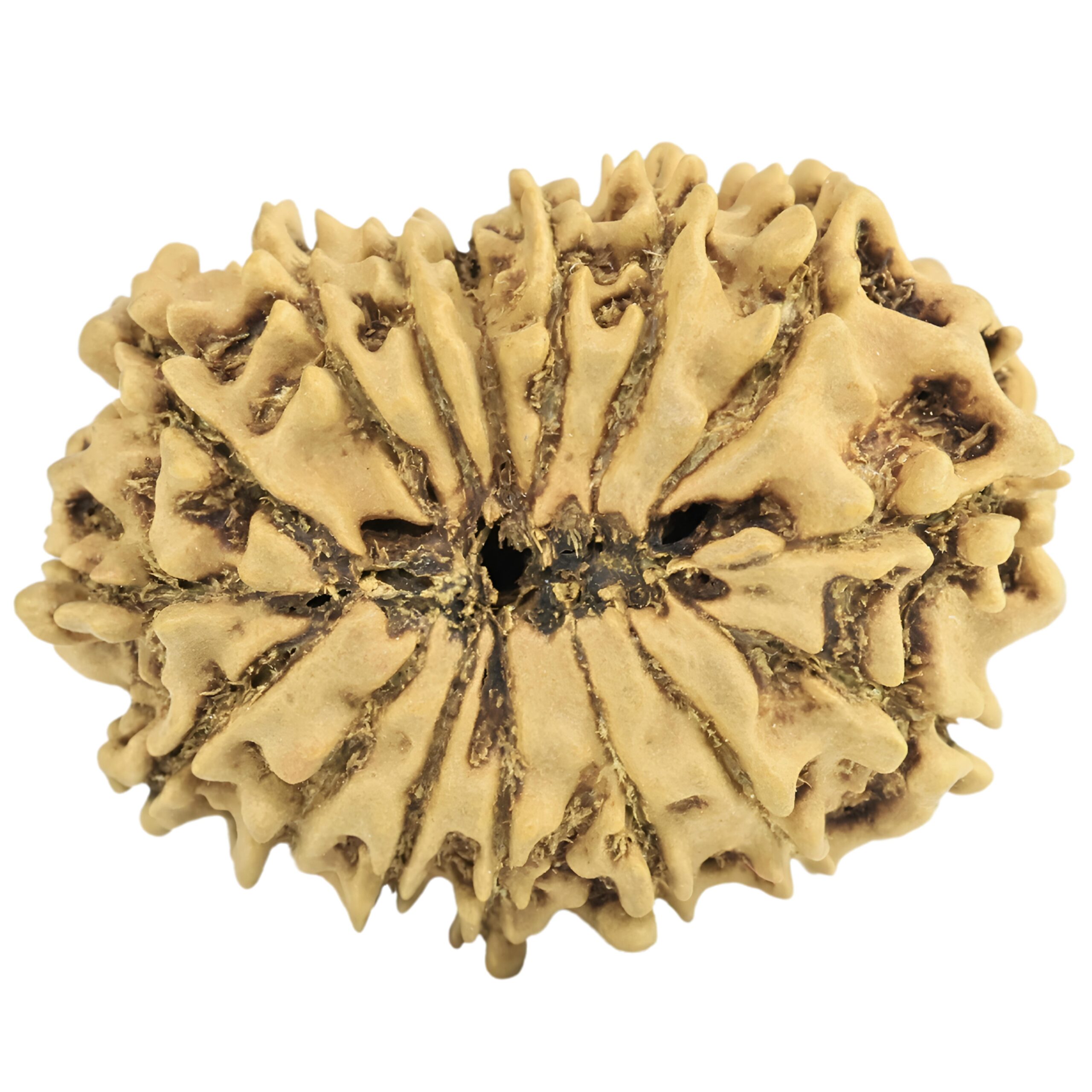 16 Mukhi Rudraksha 25.4mm 2gm - Rudraksha back