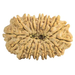 16 Mukhi Rudraksha 28mm 3.72gm - Rudraksha back