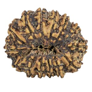 14 Mukhi Rudraksha 27.2mm 3.55gm - Rudraksha back