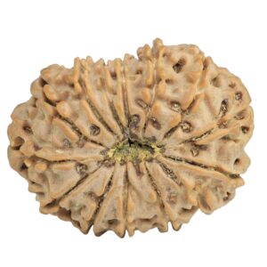14 Mukhi Rudraksha 30mm 5.36gm - Rudraksha back
