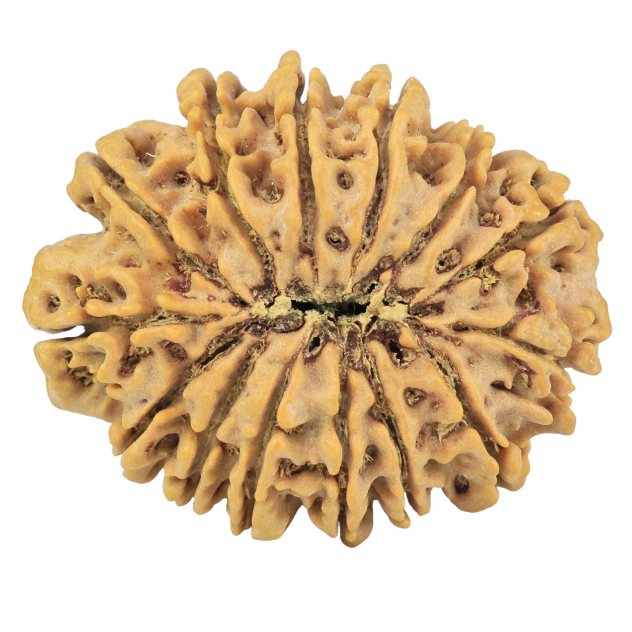 14 Mukhi Rudraksha 32.3mm 6.3gm - Rudraksha back