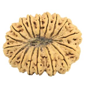 17 Mukhi Rudraksha 40.5mm 10.32gm - Rudraksha back