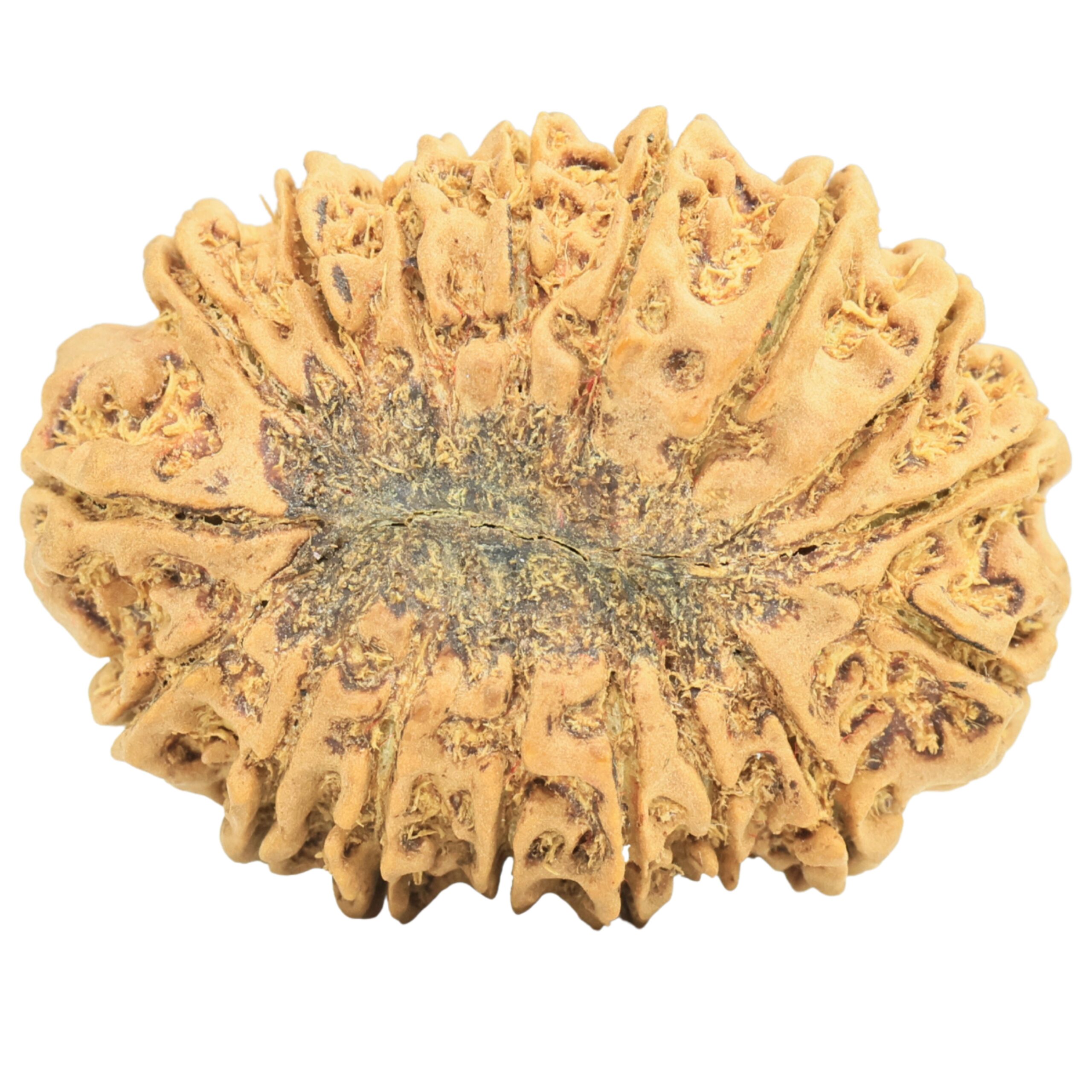 17 Mukhi Rudraksha 31.3mm 5.22gm - Rudraksha back