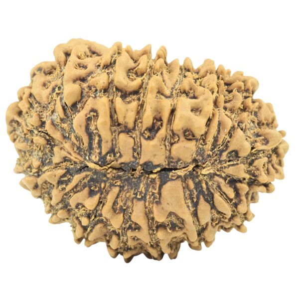 16 Mukhi Rudraksha 28.7mm 4.21gm - Rudraksha back