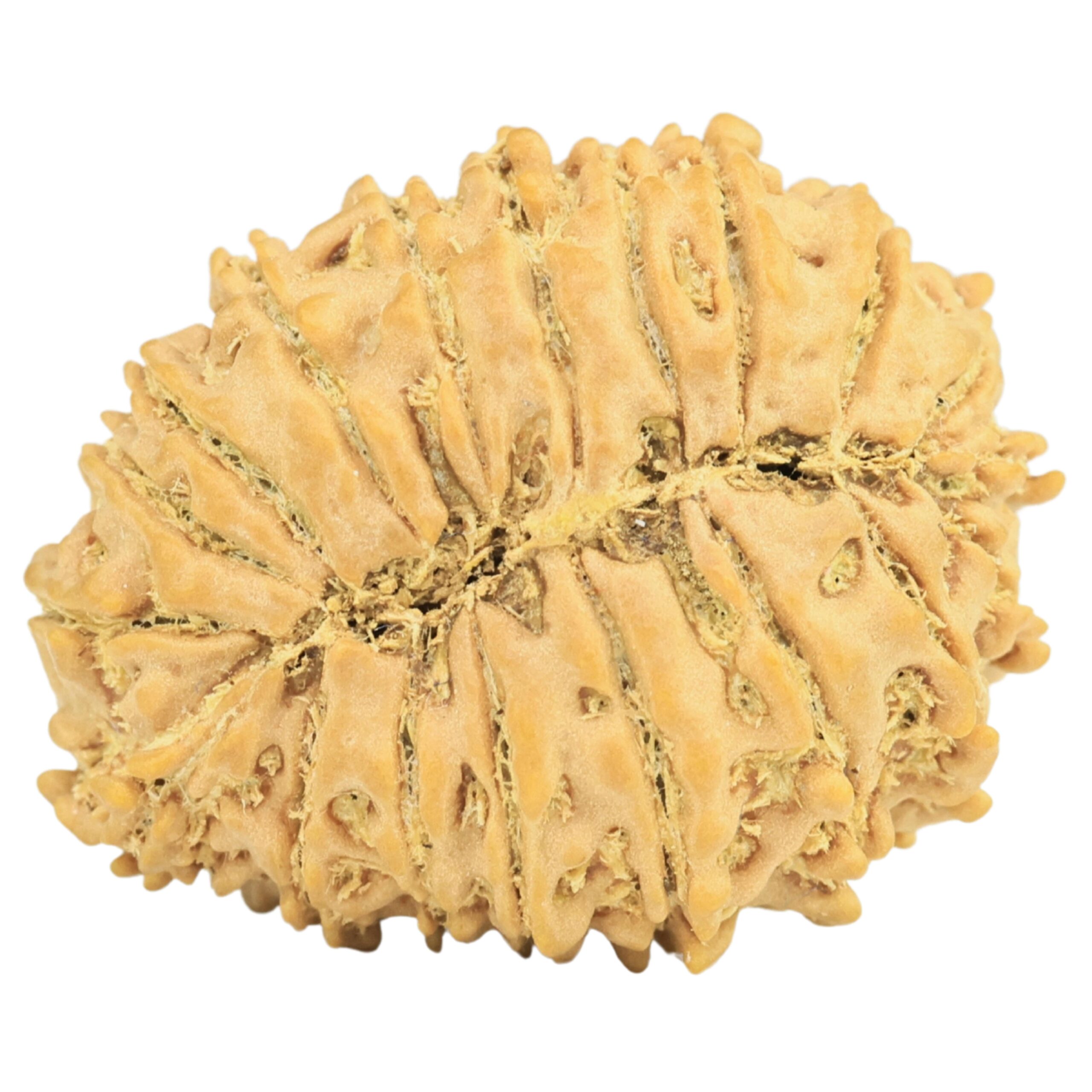 19 Mukhi Rudraksha 23.6mm 2.36gm - Rudraksha back