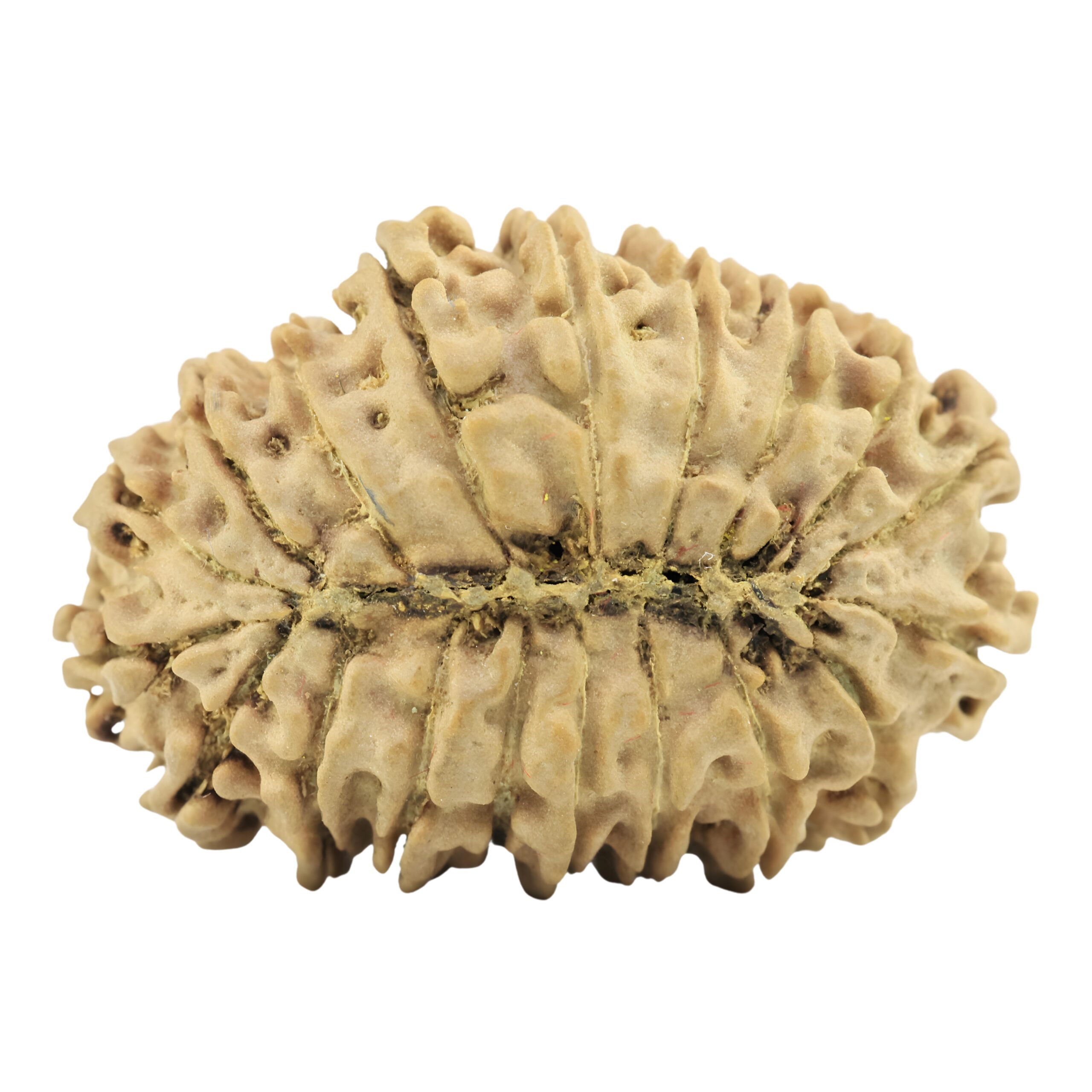 19 Mukhi Rudraksha 28.8mm 3.34gm - Rudraksha back