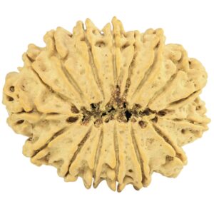 16 Mukhi Rudraksha 31.6mm 4.78gm - Rudraksha back
