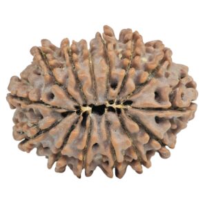 14 Mukhi Rudraksha 27.4mm 4.47gm - Rudraksha back