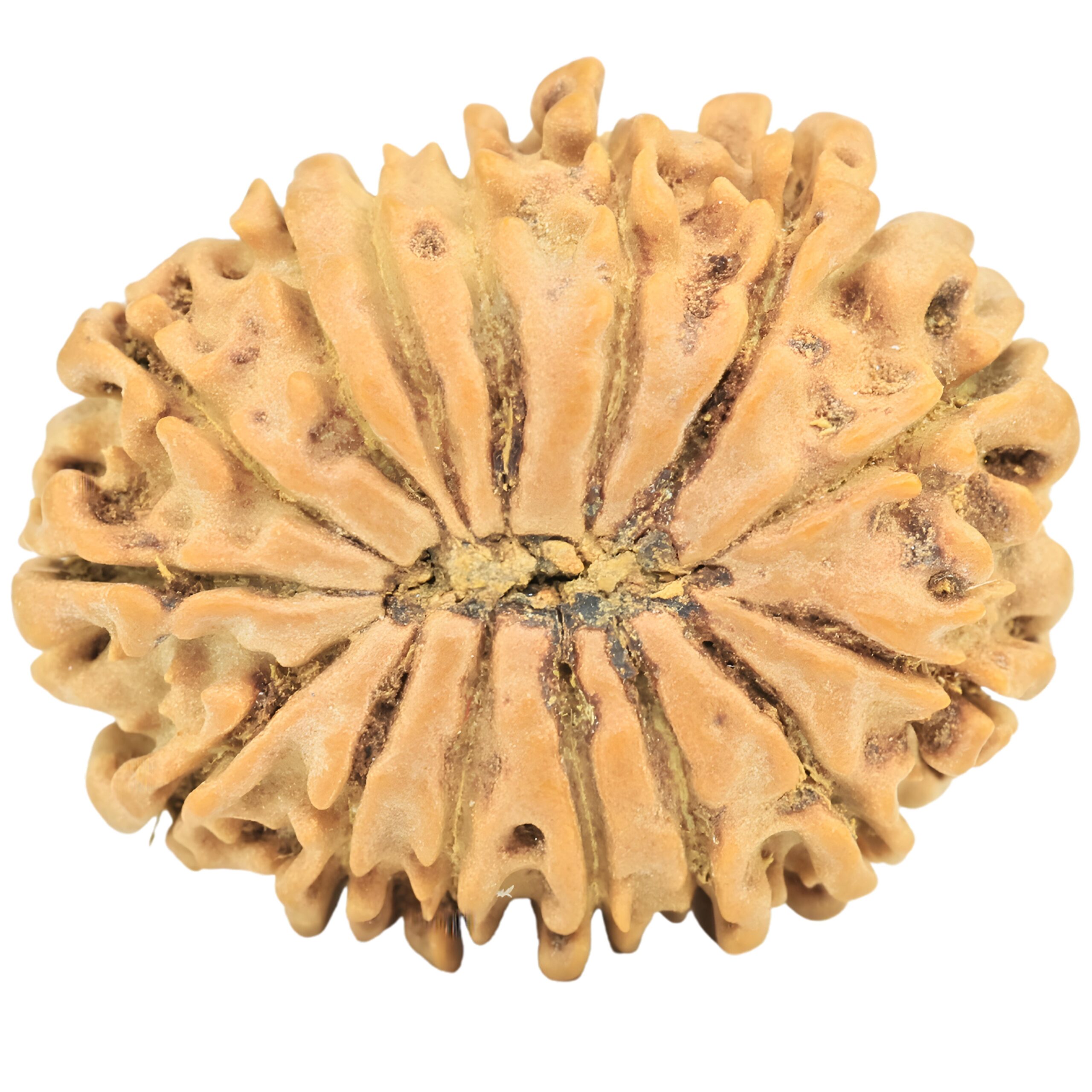 15 Mukhi Rudraksha 24.8mm 3.33gm - Rudraksha back